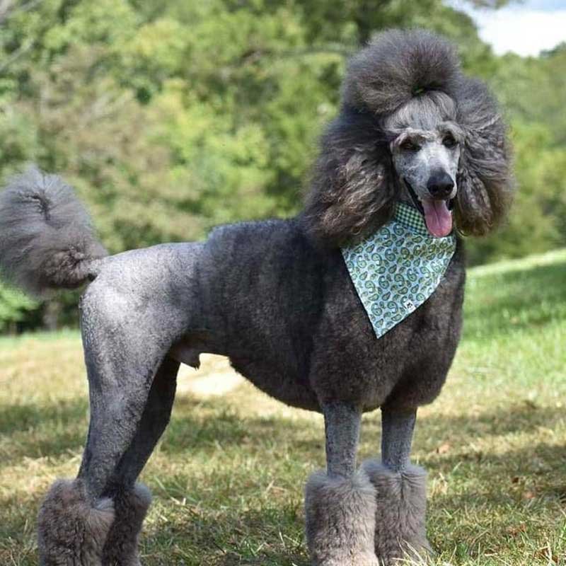 Full afro poodle haircut