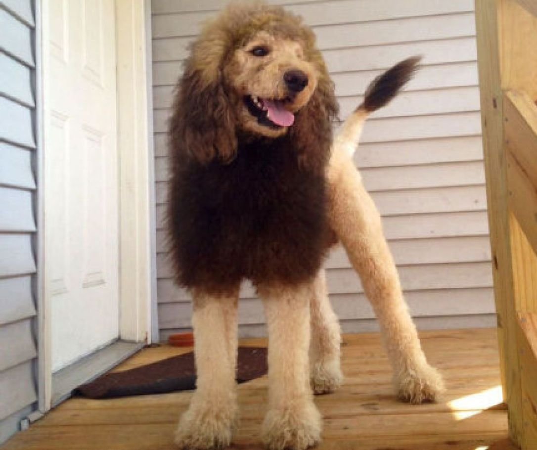 Lion hairstyle