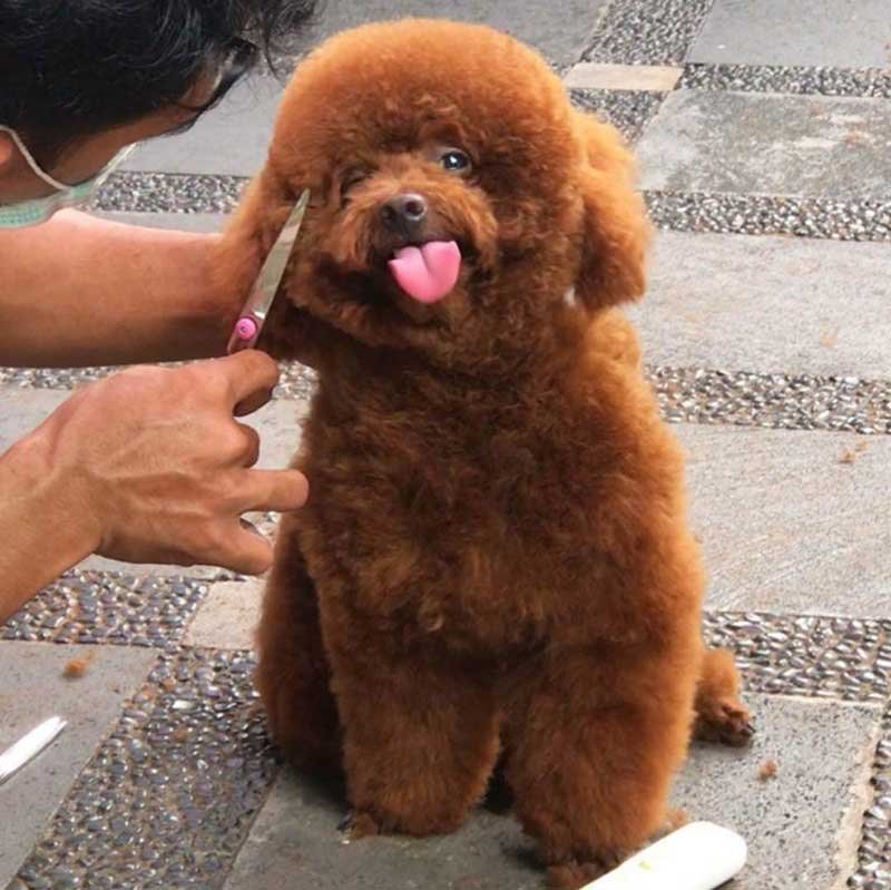 Teddy poodle haircut