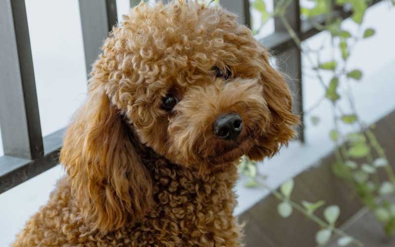 dog Curly full haircut