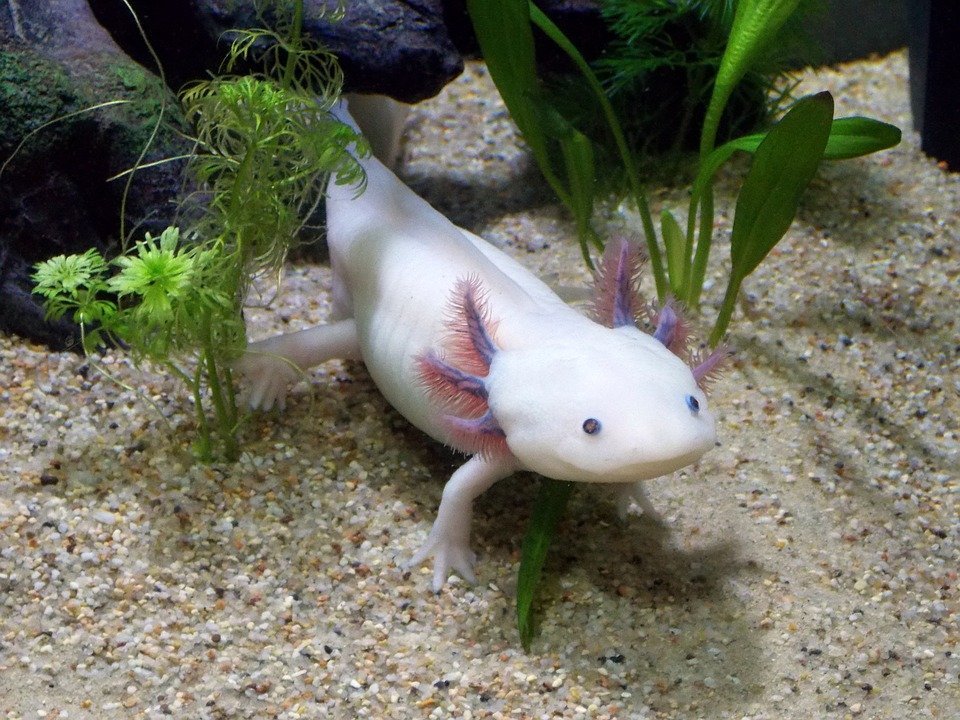 Axolotls 