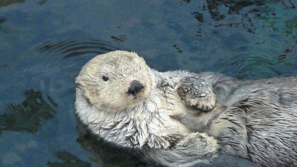 Otters as Pets