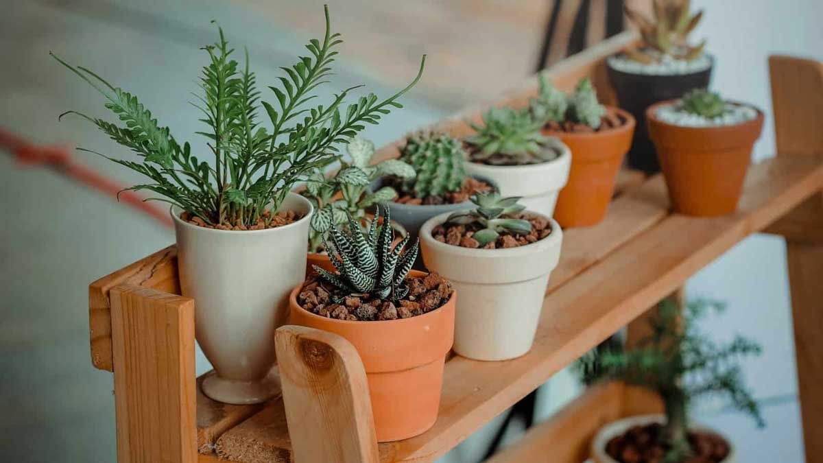 Paint It Green: Benefits Of Indoor Plants