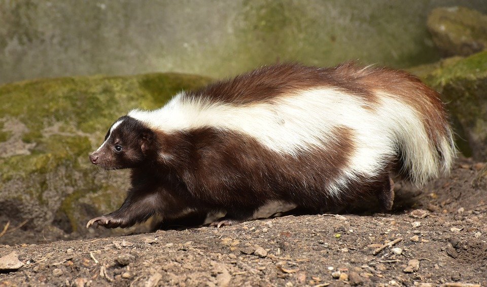 Skunk