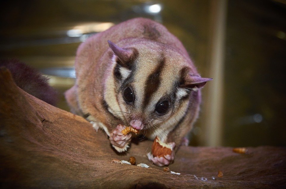 Sugar Gliders