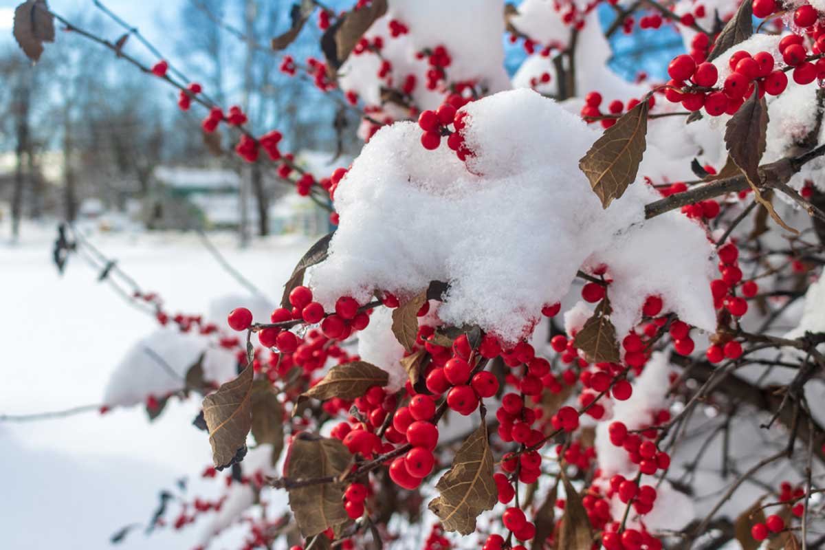 Winterberry-Bush