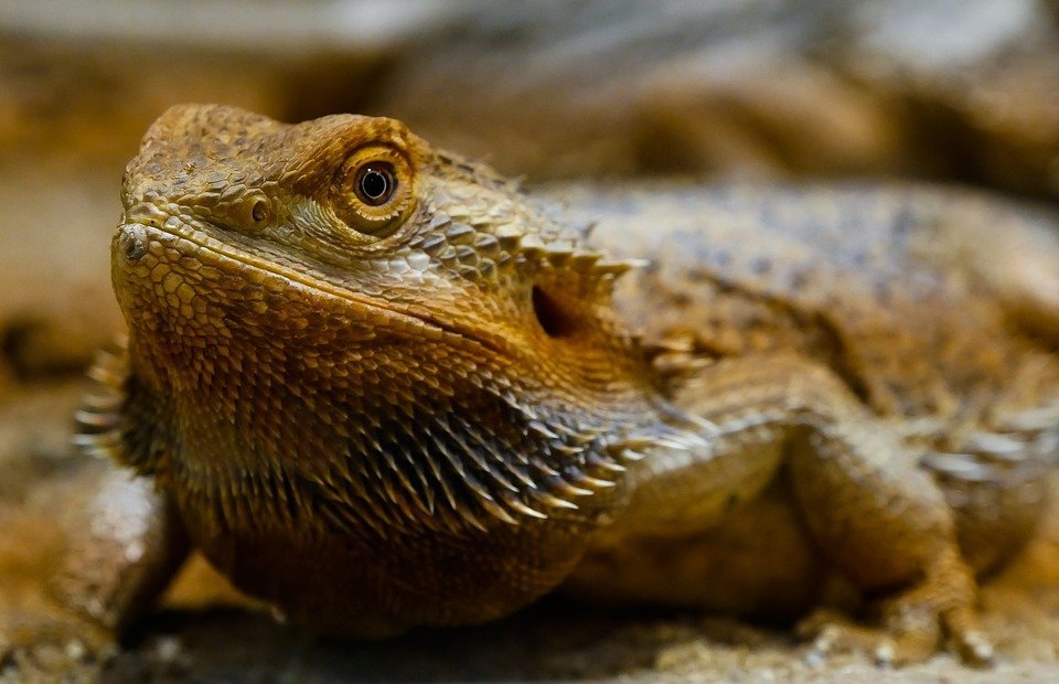 bearded dragon