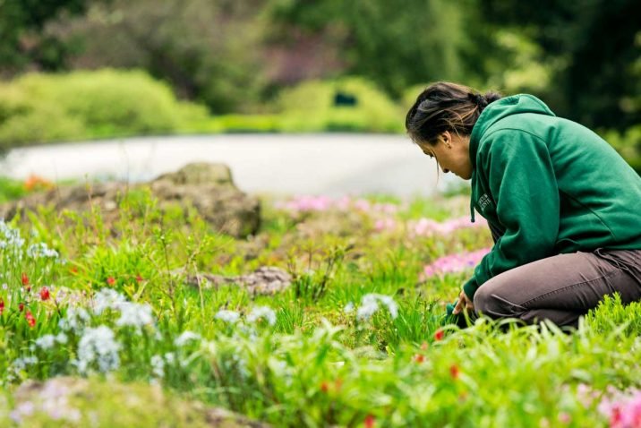 Gardening works out all your muscle groups.