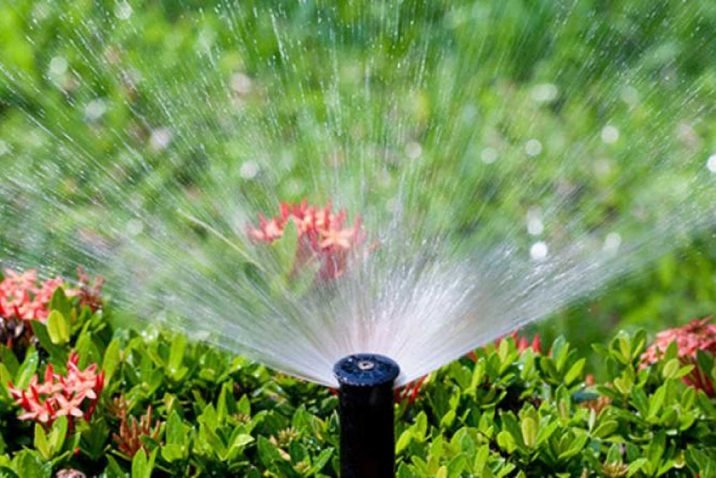 Water-Saving Tips for Your Garden