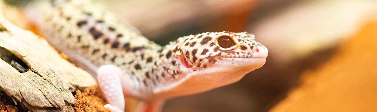 Ideal Living Conditions for Tokay Gecko