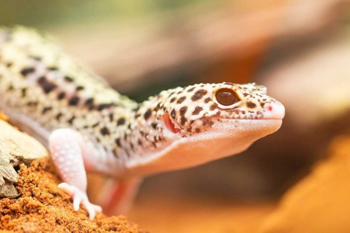 Ideal Living Conditions for Tokay Gecko