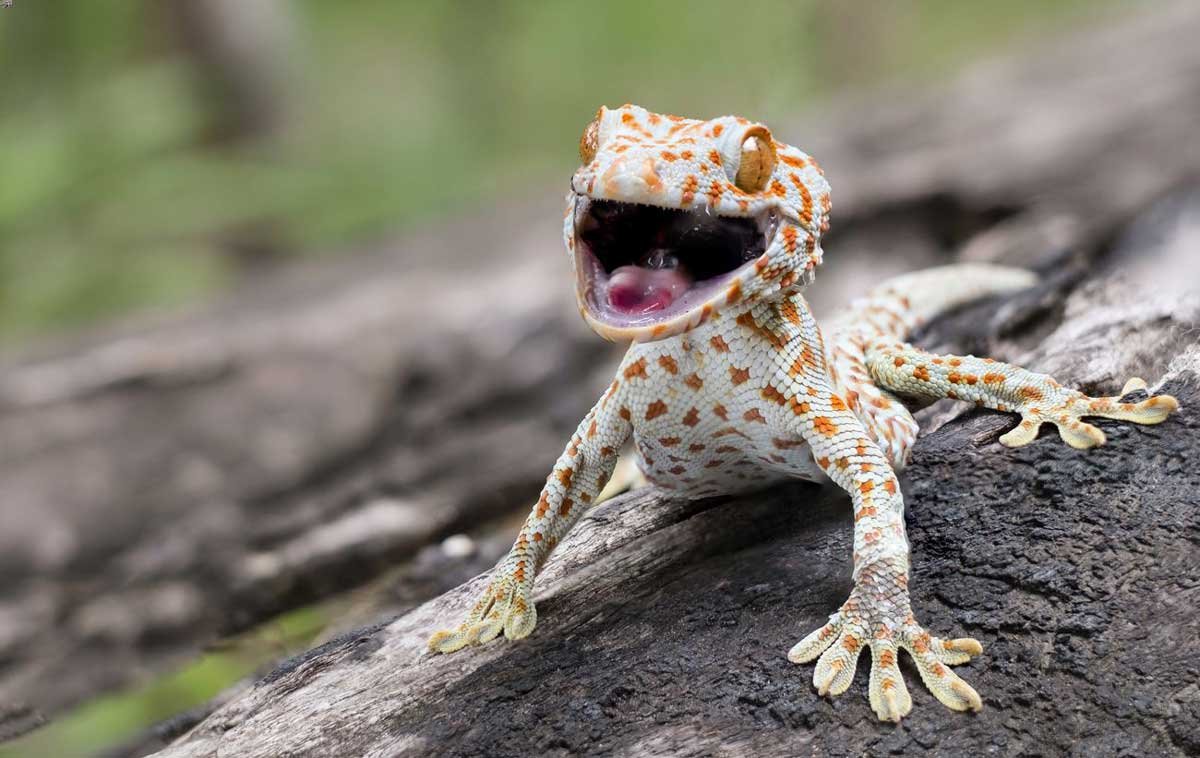 Living Conditions for Tokay Gecko