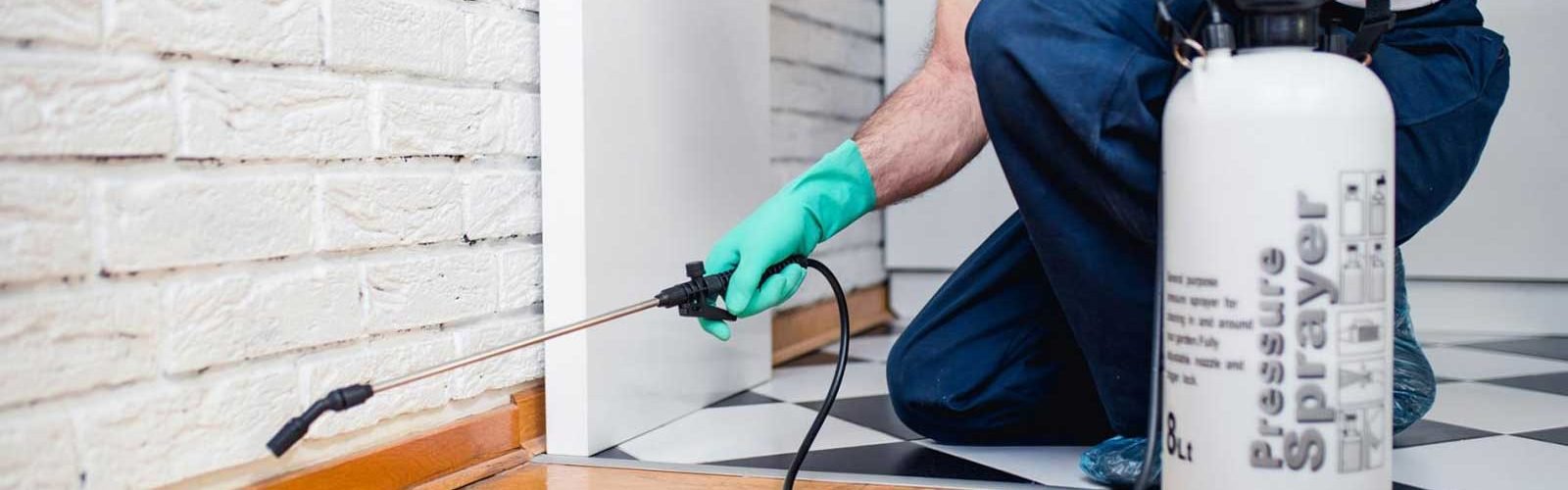 4 Essential Pest Control Tips for Homeowners