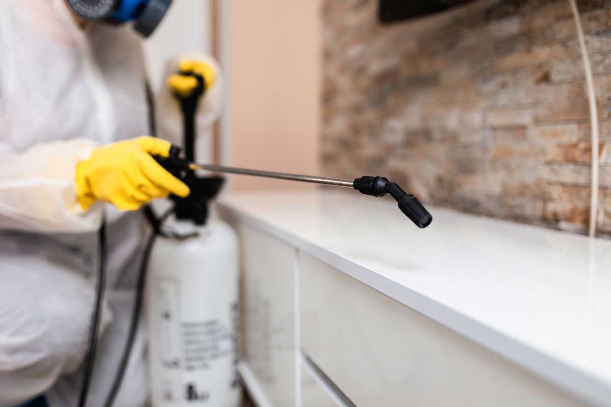 Pest Control Tips for Homeowners
