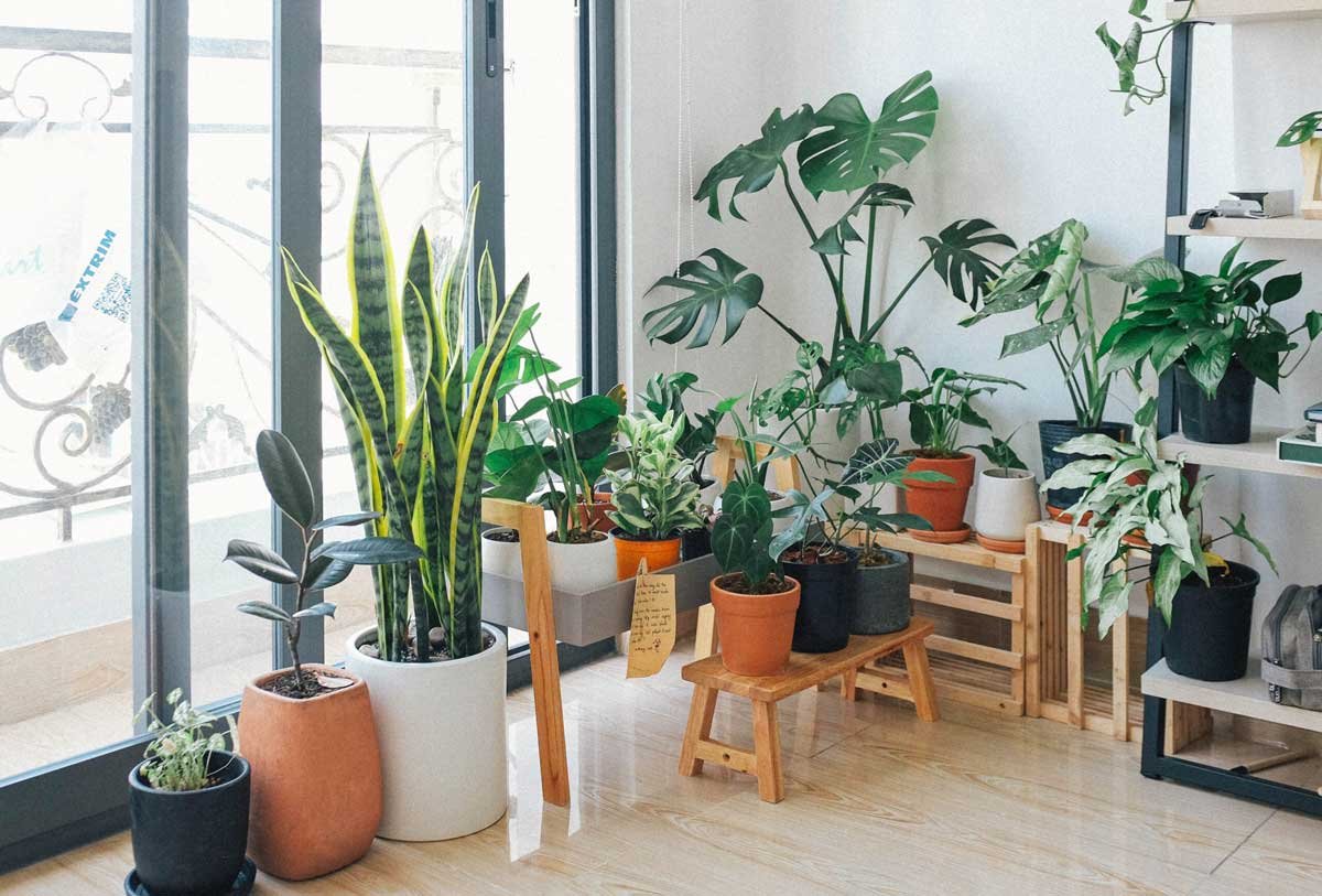 7 Easy To Care Indoor Plants