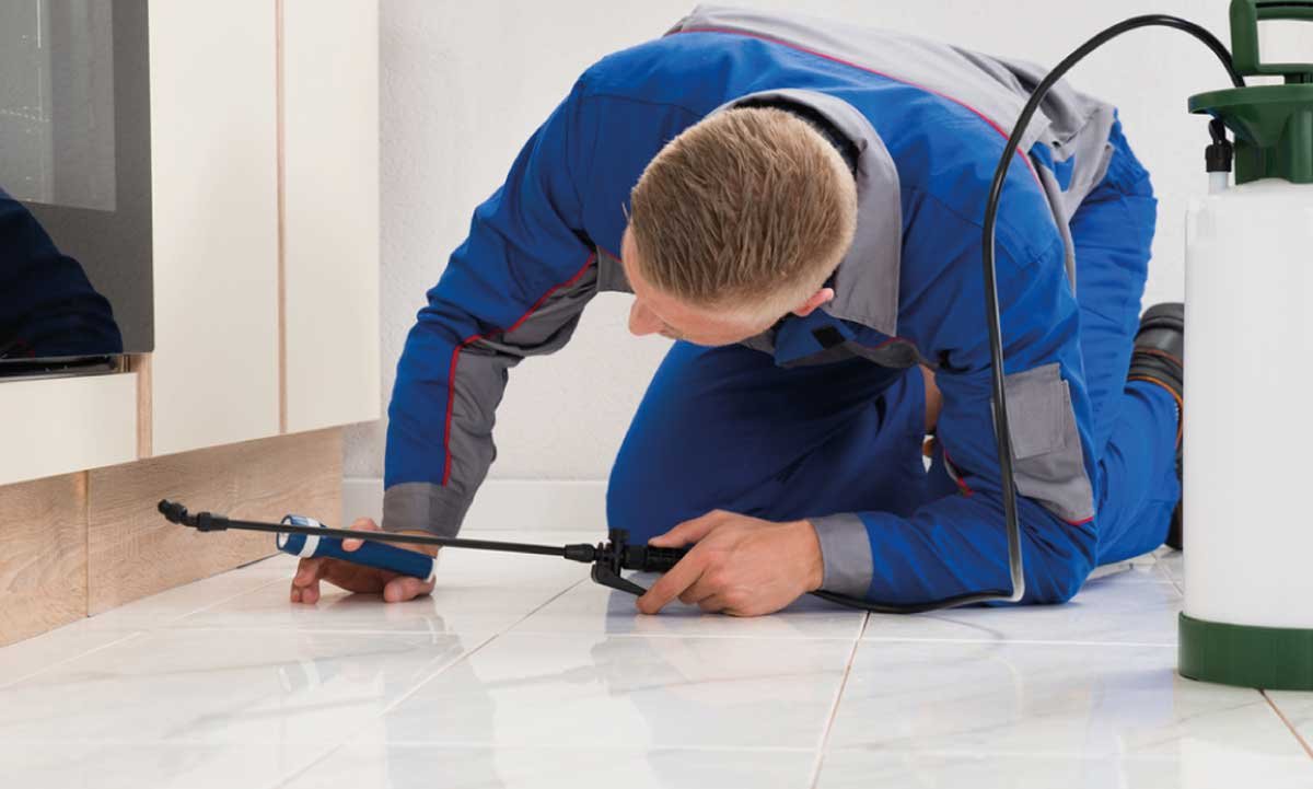 DIY vs Professional Pest Control