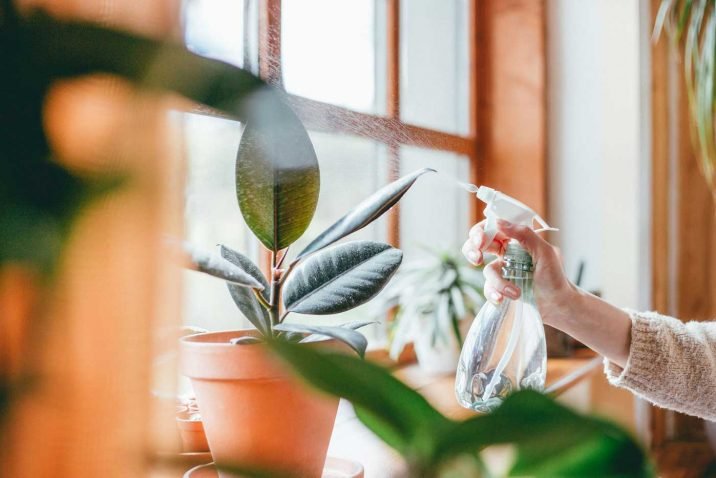 Indoor Plants