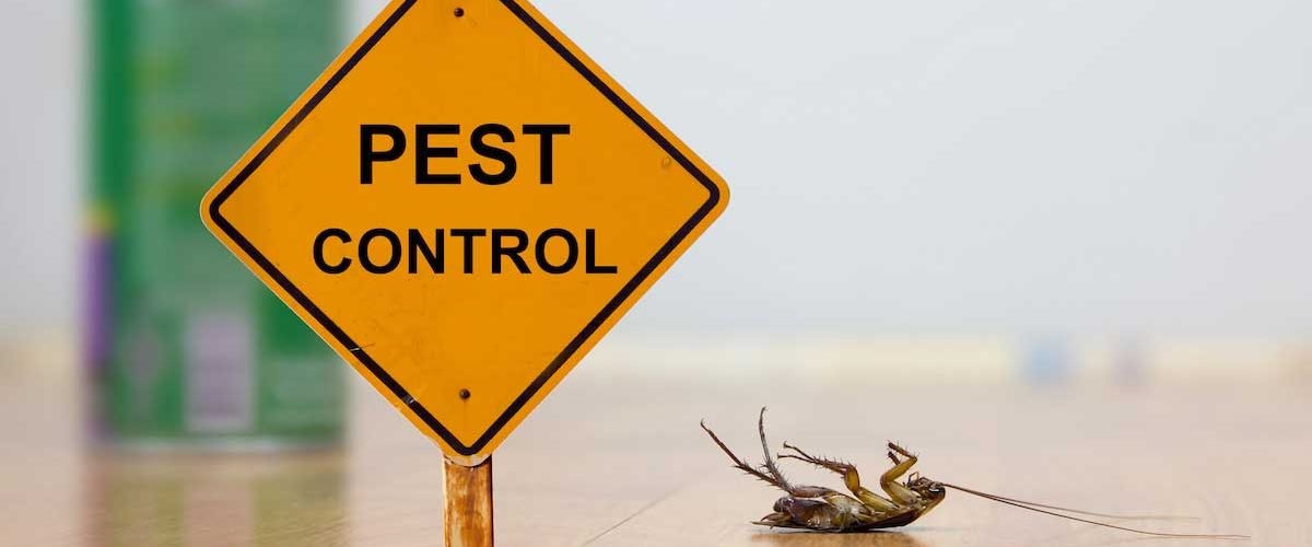 Pest Control DIY
