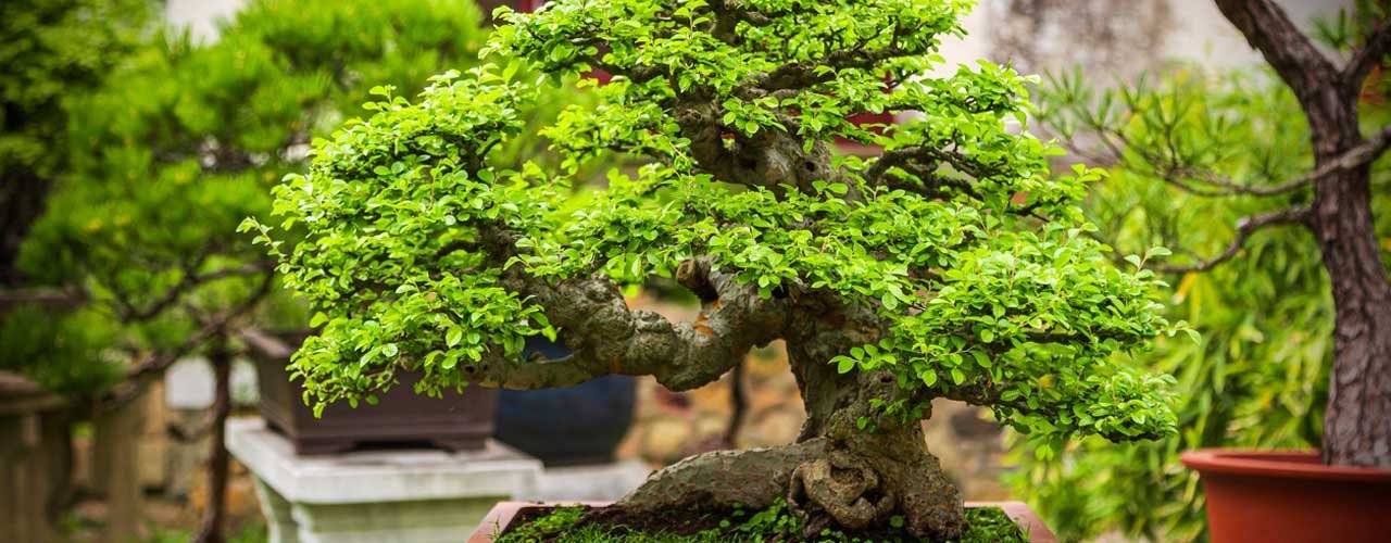 Perfect Bonsai Tree