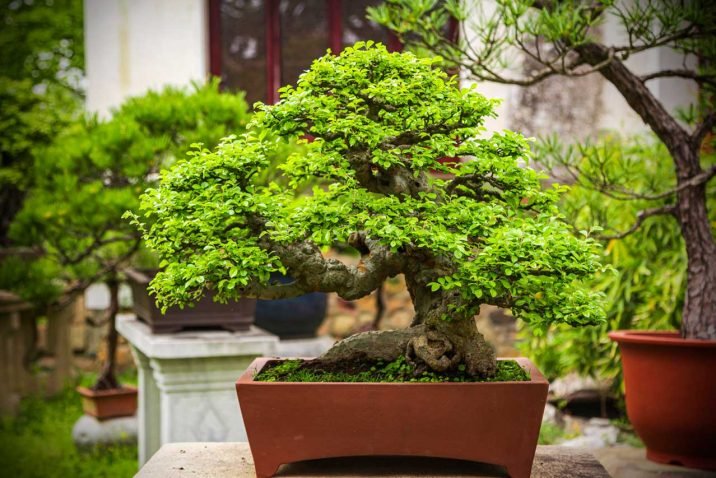 Perfect Bonsai Tree