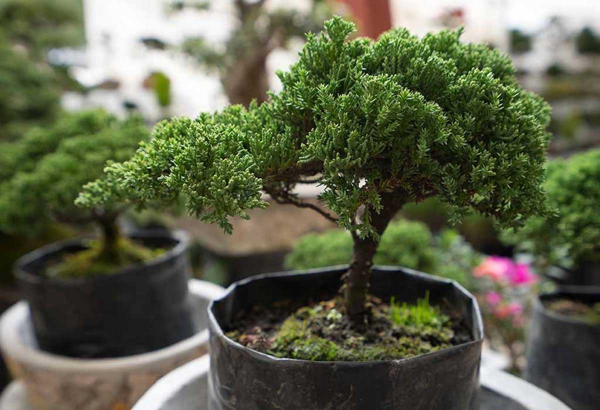 Perfect Bonsai Tree for Your Home