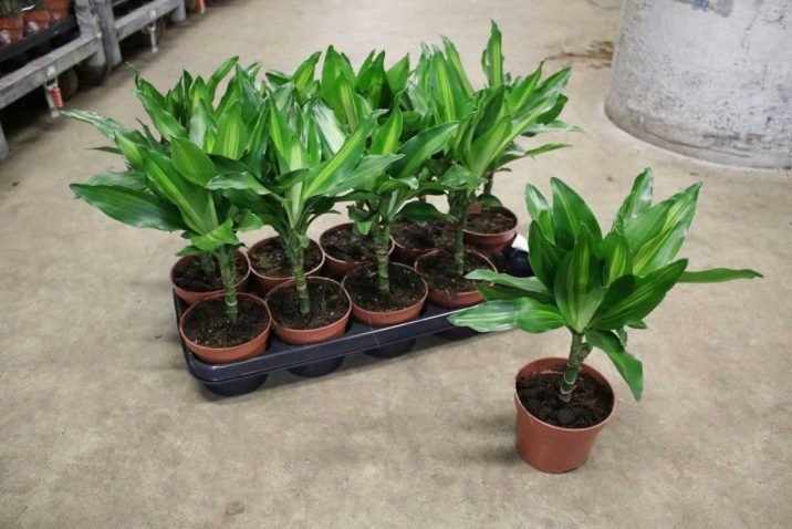 Dracaena Fragrans