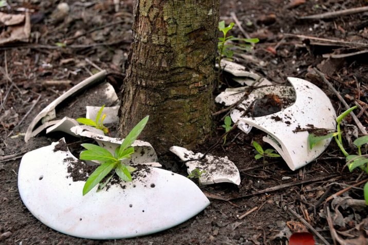 Examining Facts About Cremation Tree Urns