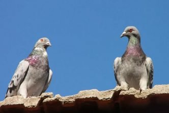 How to Keep Pigeons Away from Your Garden