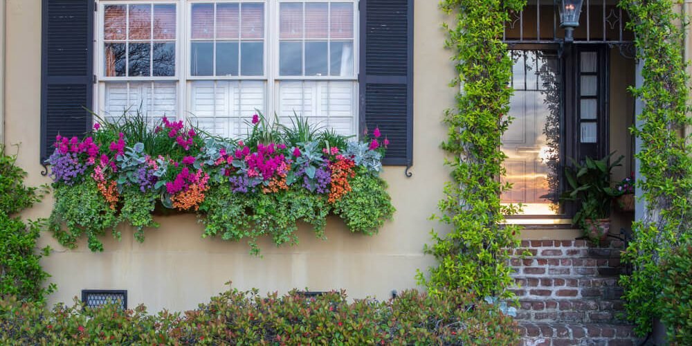 7 Types of Cascading Flowers for Window Boxes