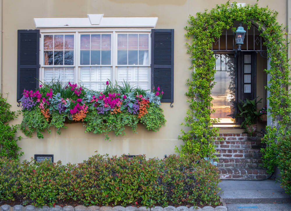 7 Types of Cascading Flowers for Window Boxes