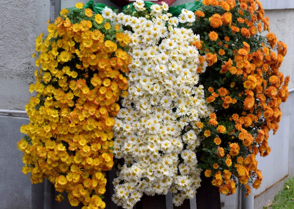 What To Consider Before Choosing Cascading Flowers