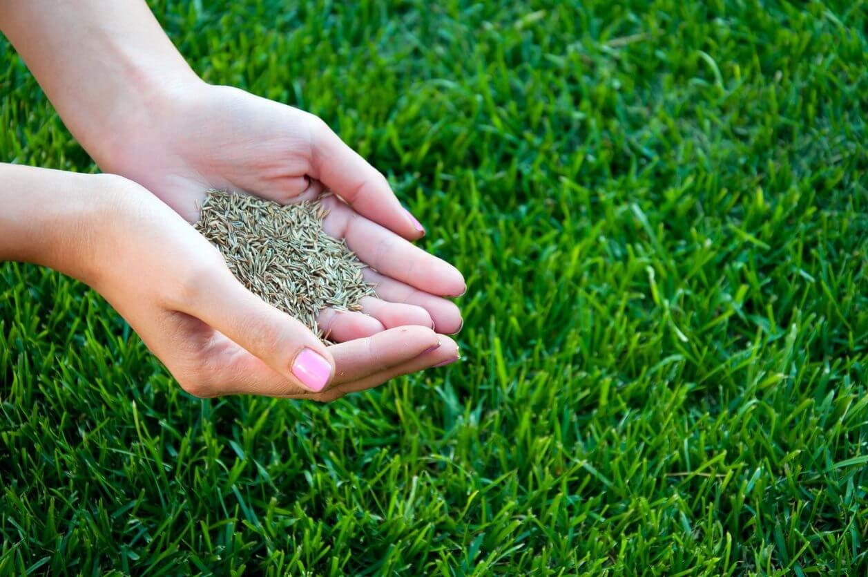 How-to-sow-lawn-seed-in-your-lawn-perfect