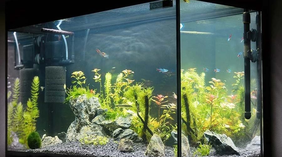 3 Essential Features To Look For In an Aquarium Filter