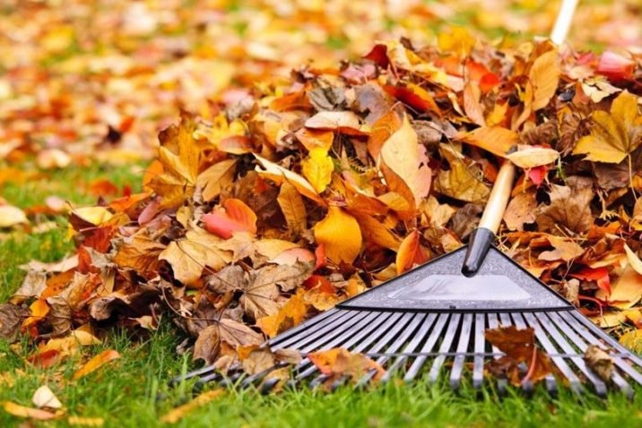 What Changes Should You Make to your Lawn Care Routine this Autumn