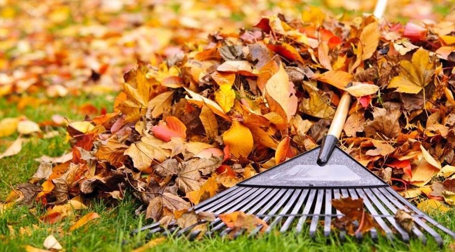 What Changes Should You Make to your Lawn Care Routine this Autumn