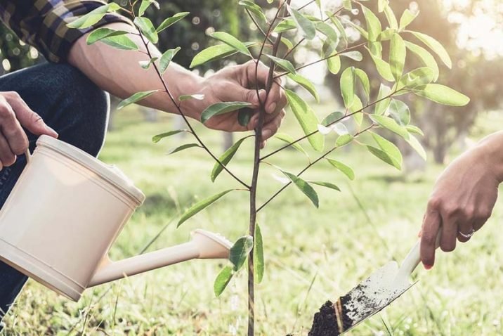 4 Reasons To Plant A Tree In Memory Of Your Loved One