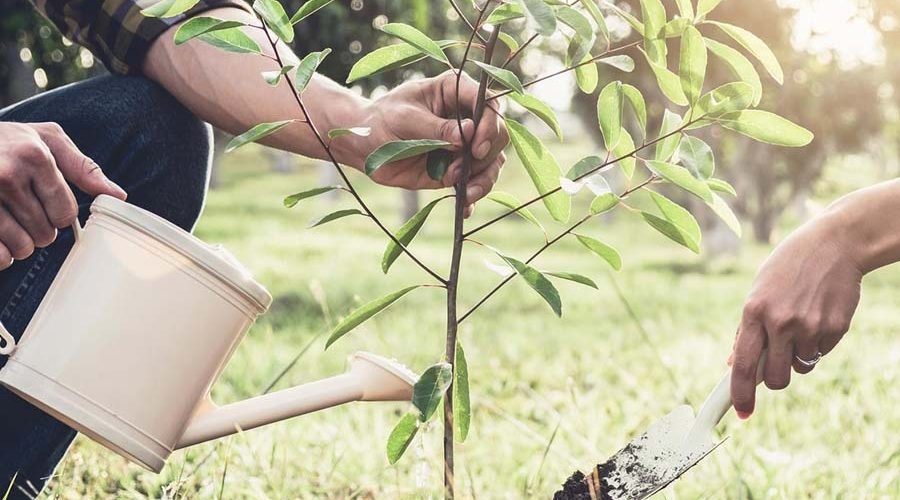 4 Reasons To Plant A Tree In Memory Of Your Loved One