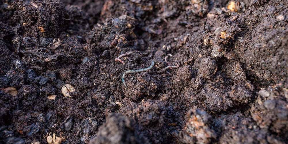 5 Tell-tale Signs That Your Compost is Not Breaking Down