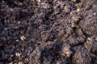 5 Tell-tale Signs That Your Compost is Not Breaking Down