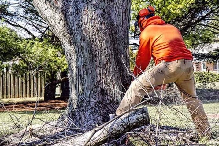 Remove Dying Trees