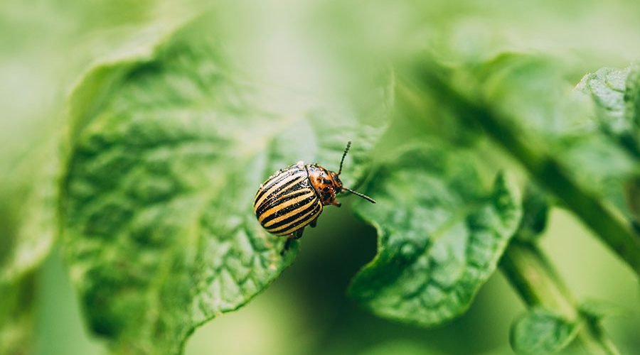 Tips On Maintaining Pest Free Indoor Garden
