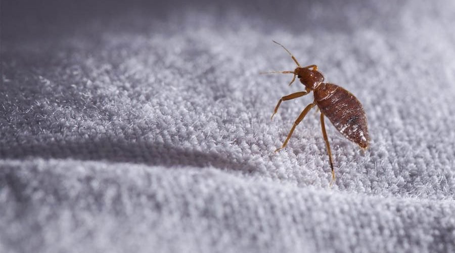 The Most Common Bed Bug Myths