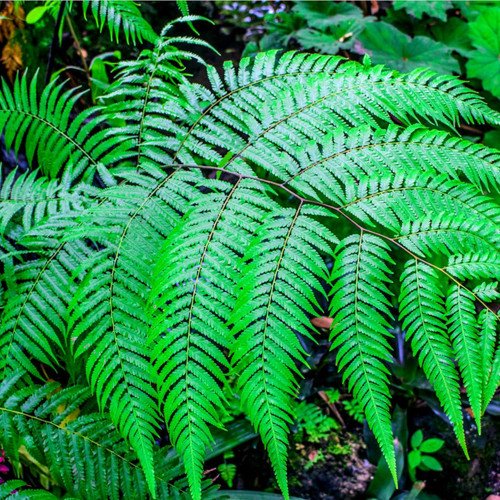 10 Easiest Fern Plants to Grow