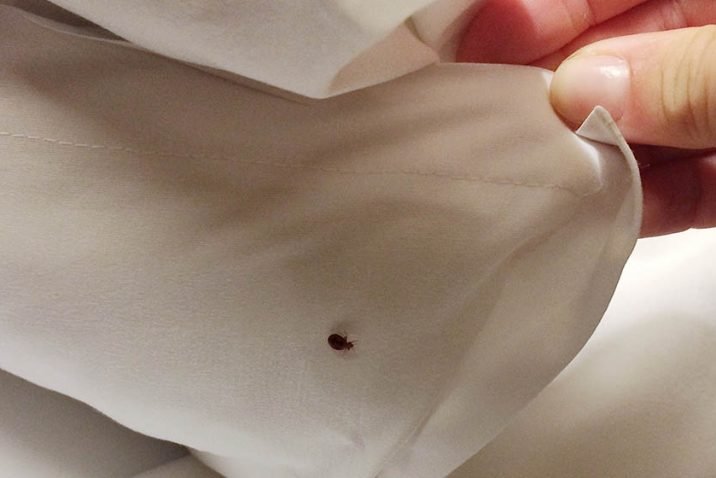 Common Bed Bug Treatment Methods and Which is Best for You