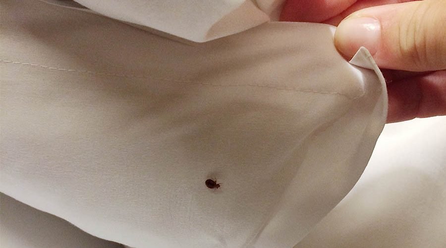 Common Bed Bug Treatment Methods and Which is Best for You