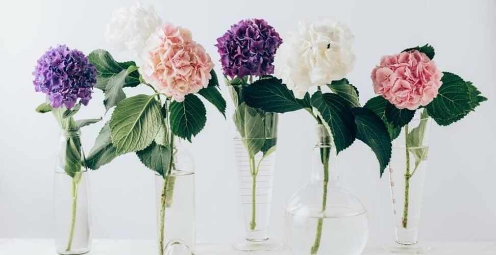 Enchanting-Hydrangea-Wedding-Bouquets-1