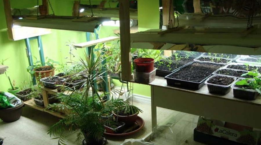 Guide To Gardening Grow Lights Indoor
