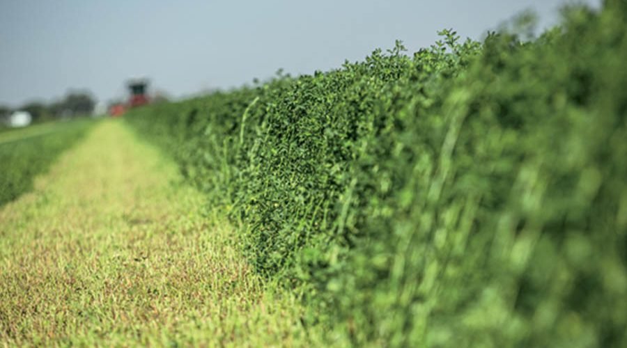 How to Assess Alfalfa Hay Quality