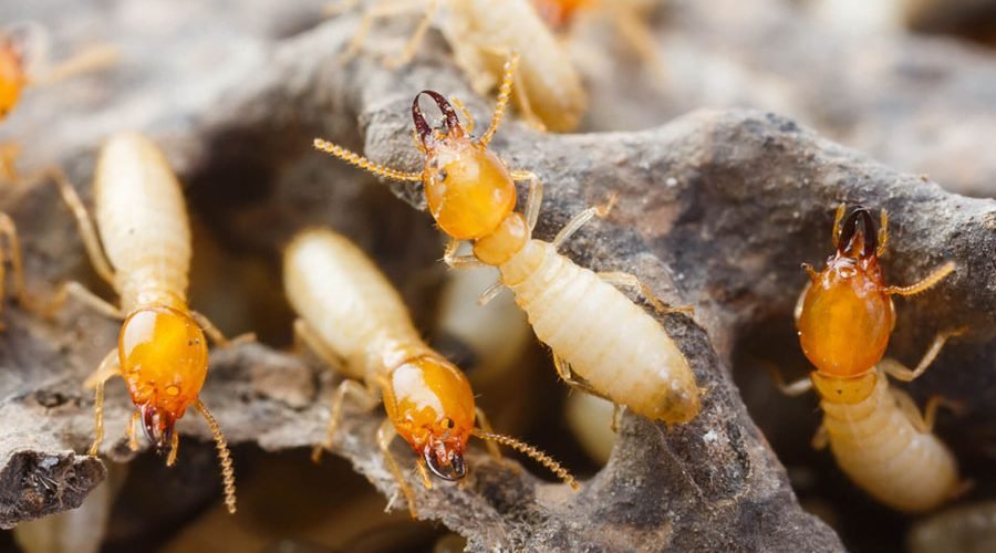 How to Effectively Prevent Termite Infestation This 2023
