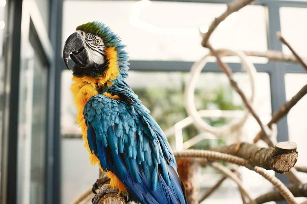What Is the Best Macaw Food for Your Bird Pet?